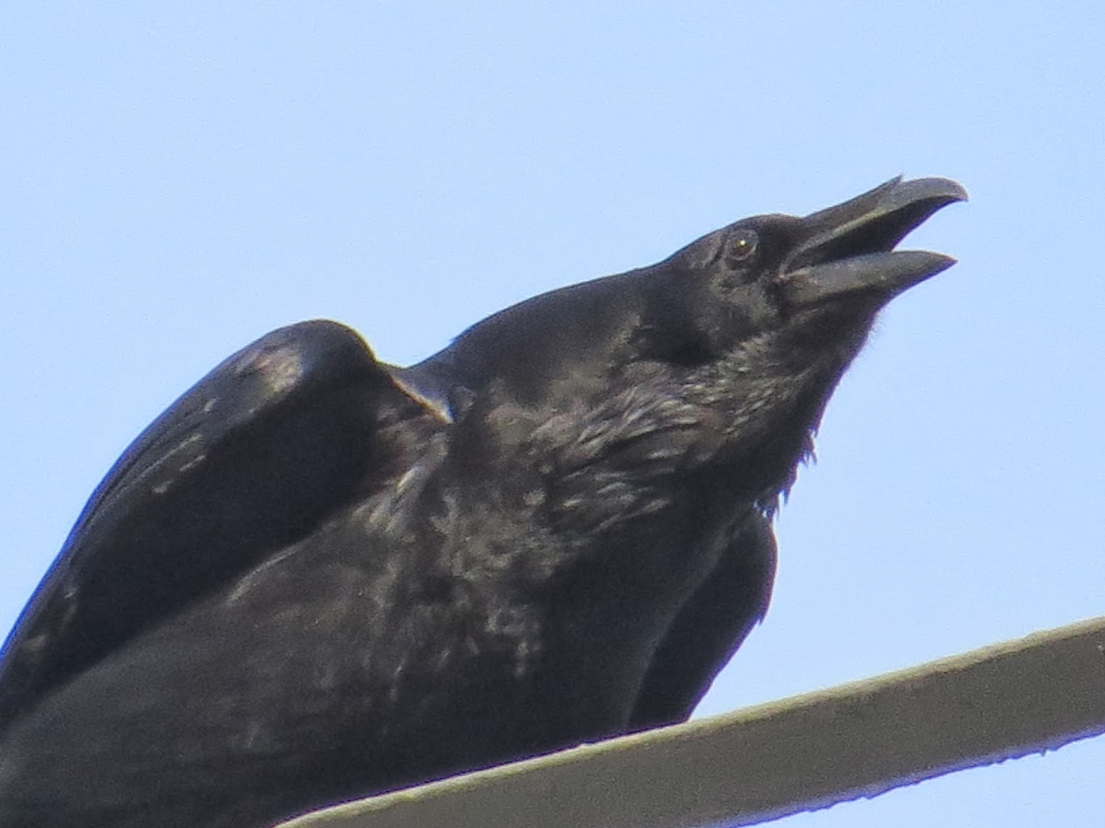 Appleton Wildlife Diary A Raven and two new birds on the feeder