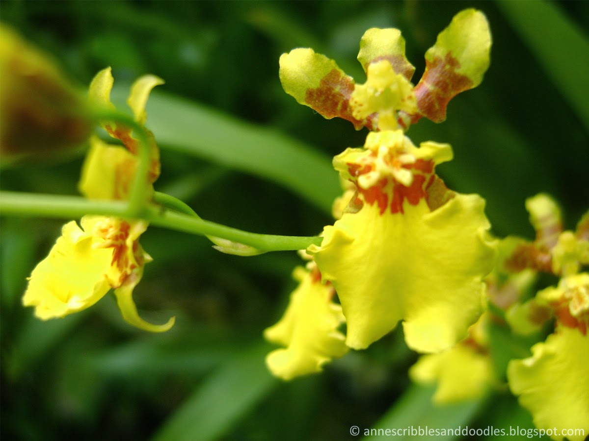 Dancing Lady Orchid