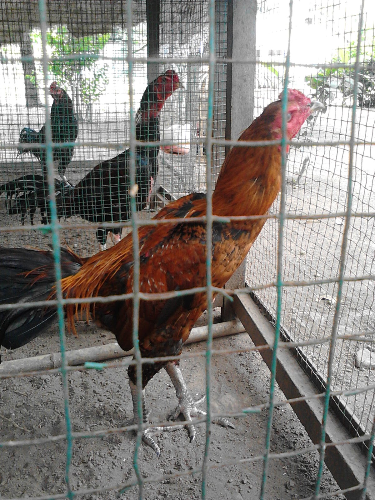 Kandang Umbaran Ayam Bangkok Aduan Terbaik - Tilunk.Com