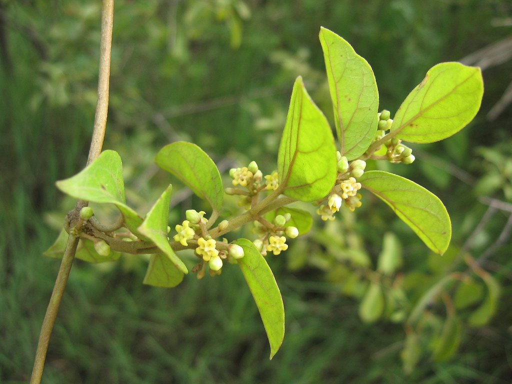 NUTRACLEAN: La Gymnema sylvestre. El Milagro Natural para la Diabetis ...