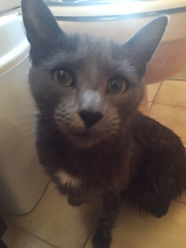 [CURIOSIDADES] ¿Sabes por qué los gatos nos siguen al baño? Te contamos