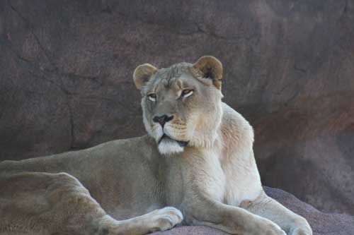 African Lion - Toronto Zoo