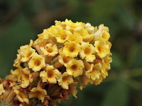 17 Best Espalier Images Plants Garden Garden Plants