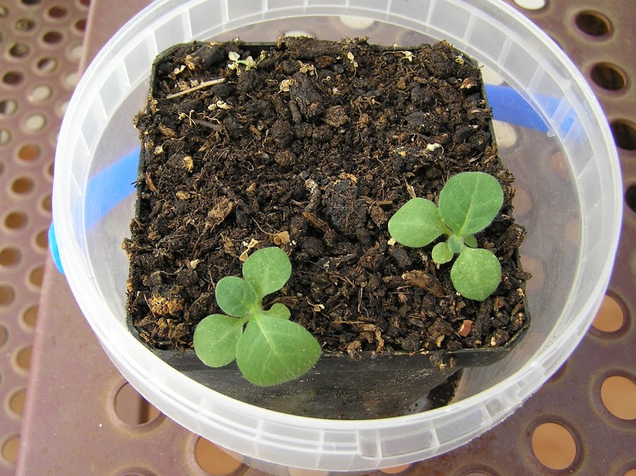 Plantas de tabaco