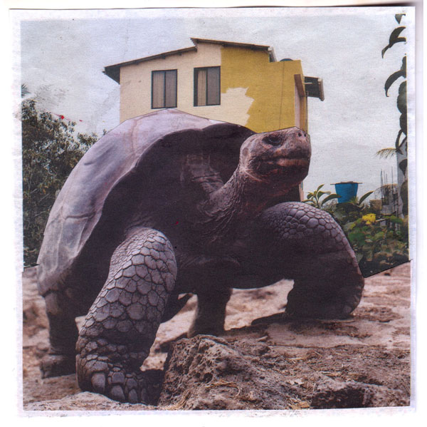 tab_ularasa LA TARTARUGA