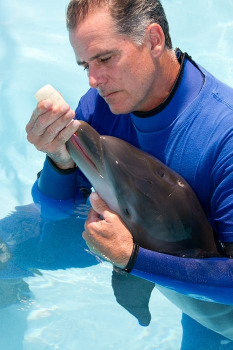 Dolphin+Feeding+(466x700) cute baby dolphin pictures