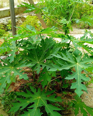 Manfaat Daun Pepaya Untuk Obat Demam Biasa Dan Demam Berdarah  Postingan kali ini akan membahas mengenai manfaat daun pepaya sebagai obat demam Manfaat Daun Pepaya Untuk Obat Demam Biasa Dan Demam Berdarah