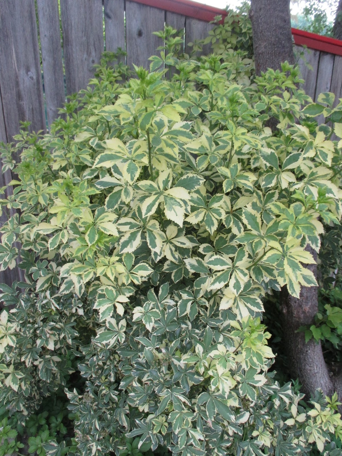 Вариегата фото и описание кустарника Вариегата фото и описание кустарника