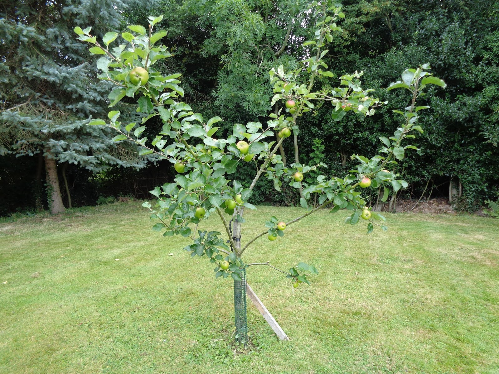 How To Prune Young Apple Trees In Spring