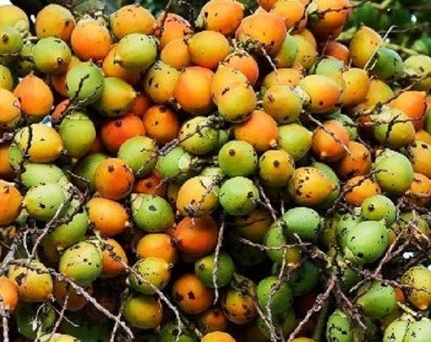 Manfaat Dan Khasiat Biji Buah Pinang Muda Untuk Kesehatan Khasiat | My