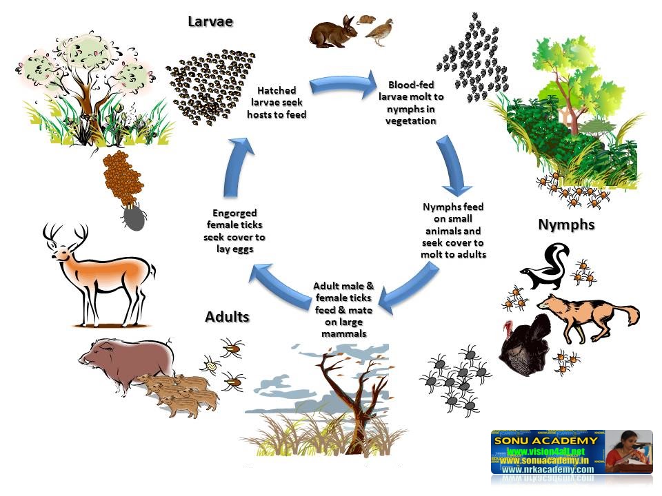 SONU ACADEMY: NUTRITION IN ORGANISMS- TEXT