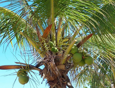 khasiat buah kelapa muda