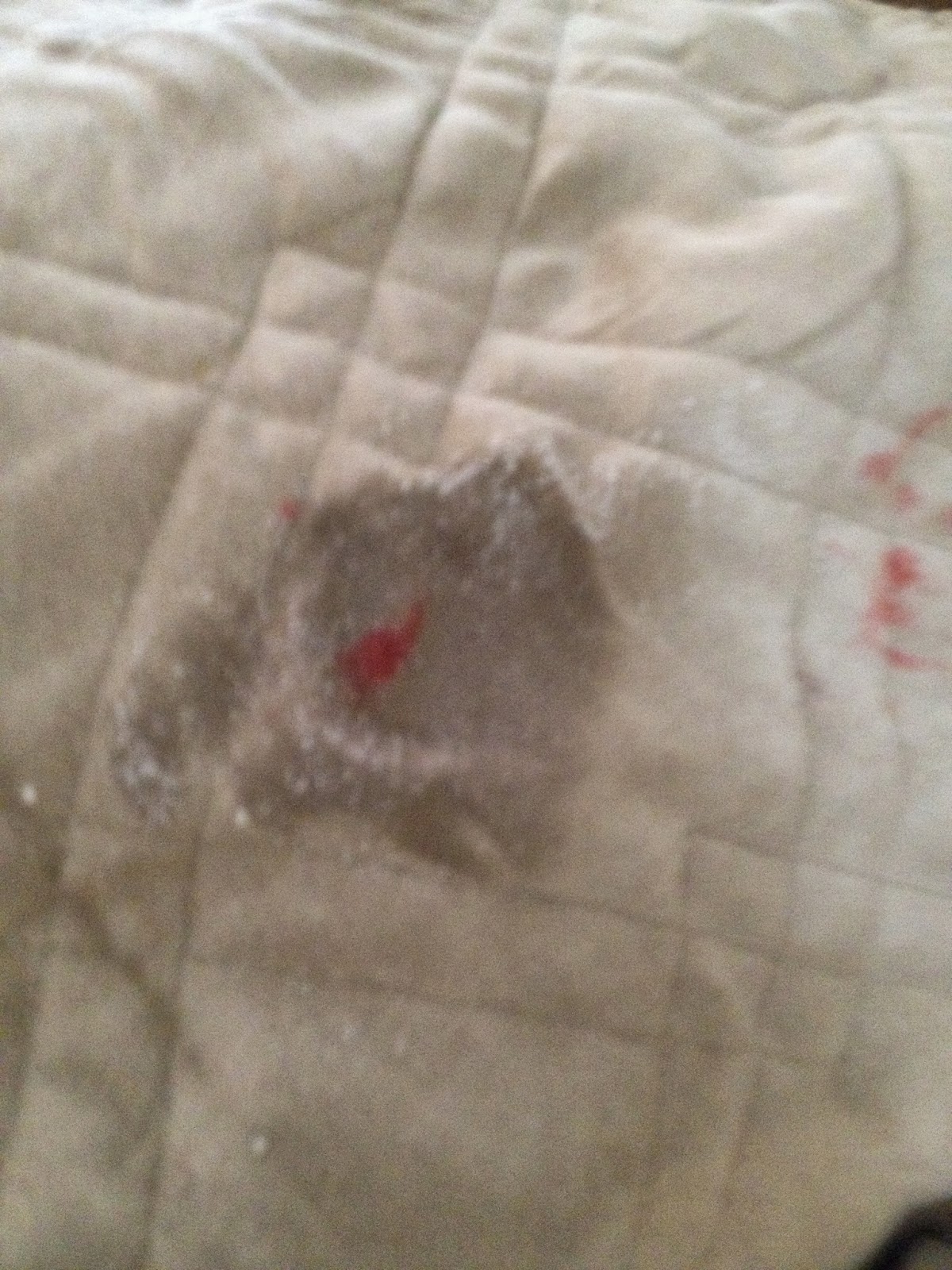 The DIY Guinea Pig Carpet Cleaner with Oxiclean