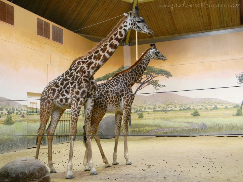 toronto zoo, zoo, animals, canada, greenville zoo, south carolina, giraffe
