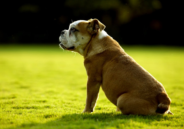 Top 17 Beautiful And Fabulous BULLDOG Wallpapers In HD
