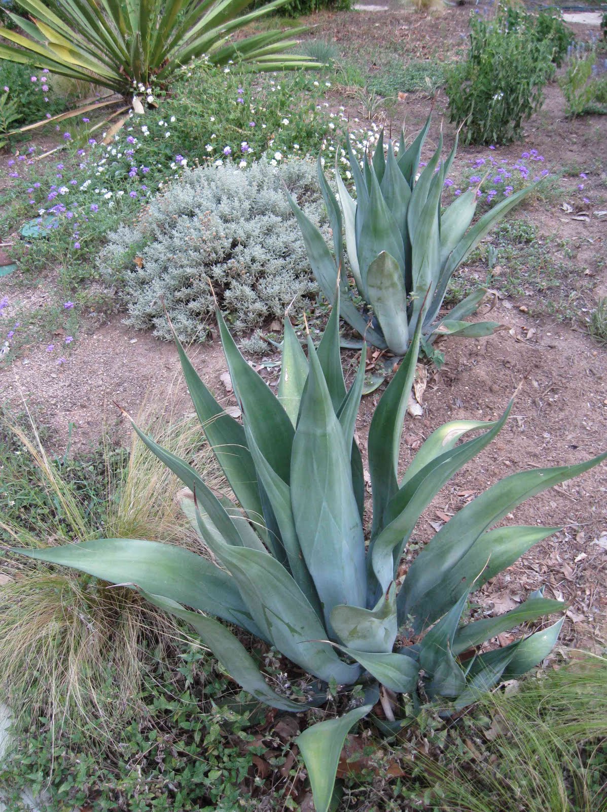 13 Drought-Tolerant Plants That Make a Xeriscape Look Lush