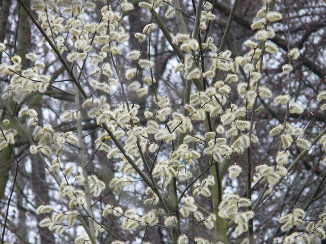Pussy Willow Flower 73