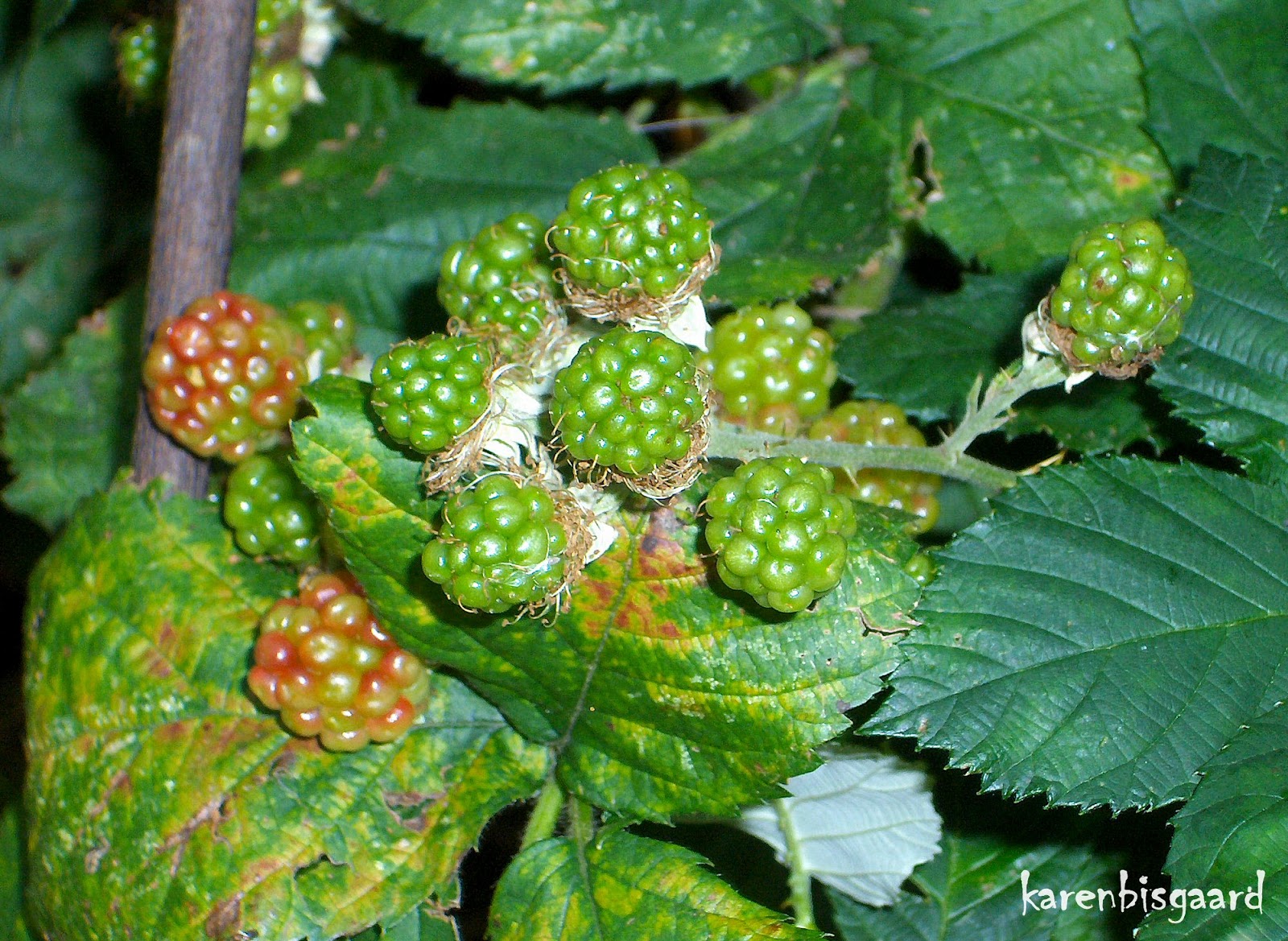 Karen`s Nature Photography Green Blackberries.