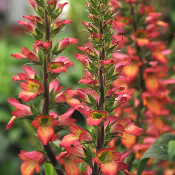 Late To The Garden Party