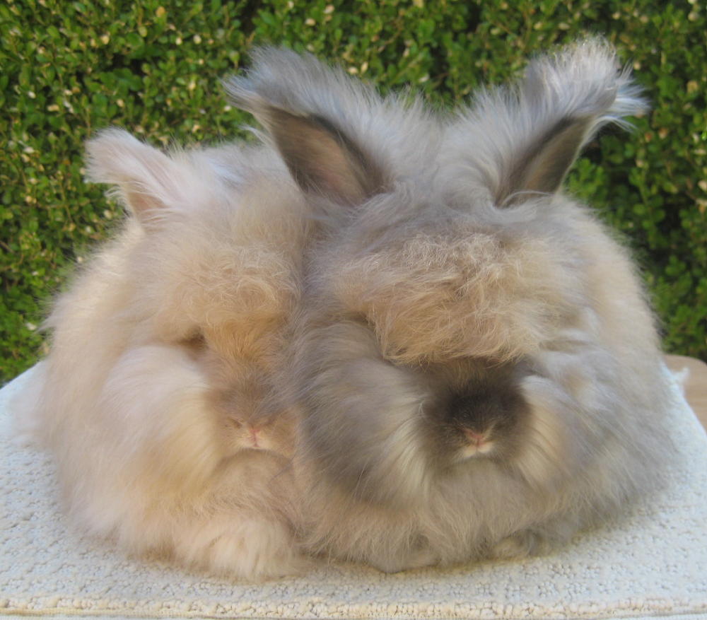 Шерсть гималайских кроликов. Ангорский кролик. Ангорский кролик самый пушистый. Самый пушистый кролик в мире ангорский. Кролик ангорский (Дамский).