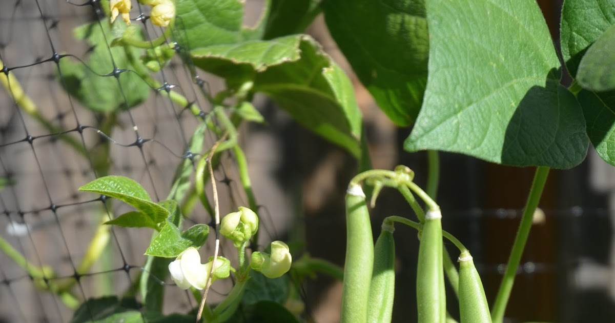 Backyard Farming: Pole vs. Bush (beans)