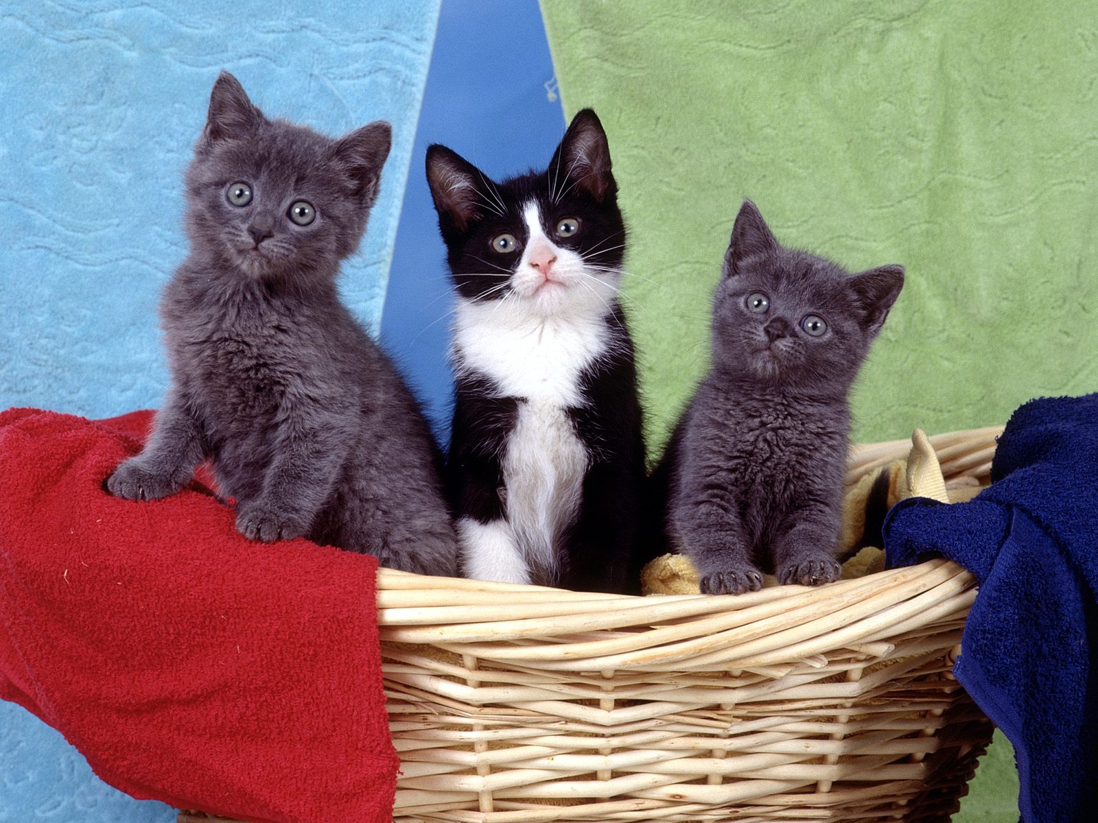 banco de imagenes gratuitas fotos de gatos gatitos postales de flores gratuitas