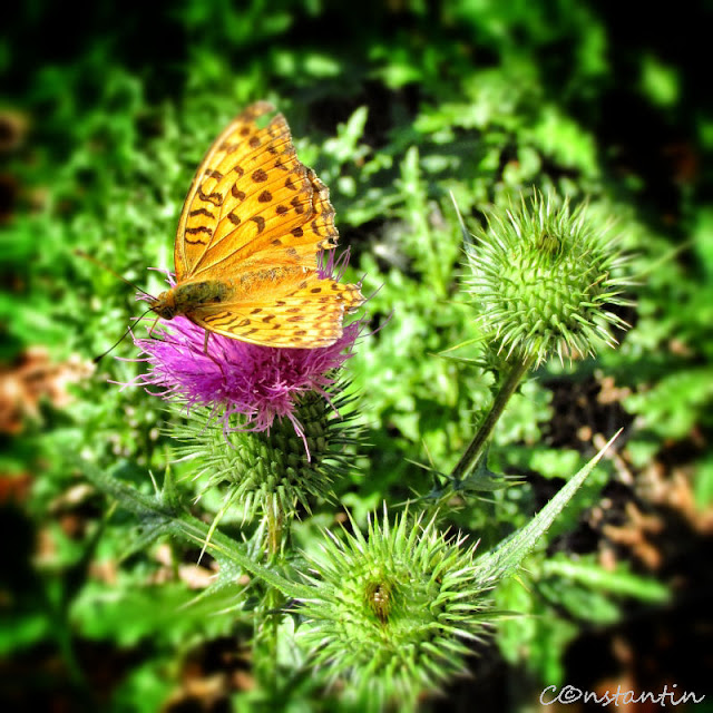 Un fluture pe o floare de scai (armurariu) - varianta color - blog FOTO-IDEEA