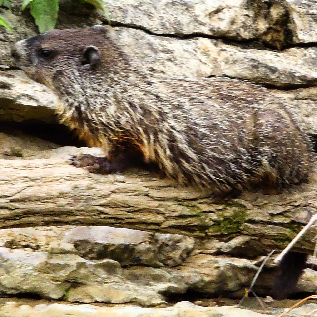 Small Mammals of Arkansas Trails of Arkansas (& now California)