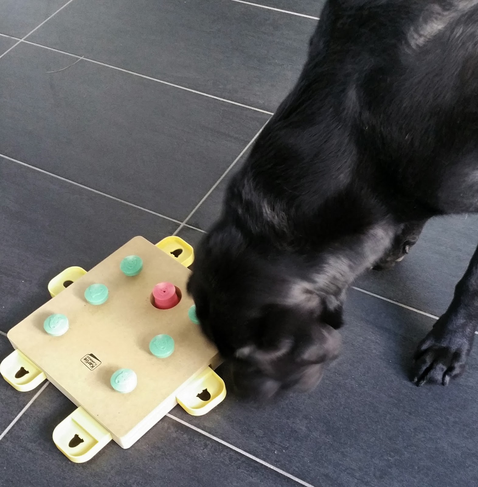 Pamelopee Nikolaus Und Weihnachten Nahen Geschenke Fur