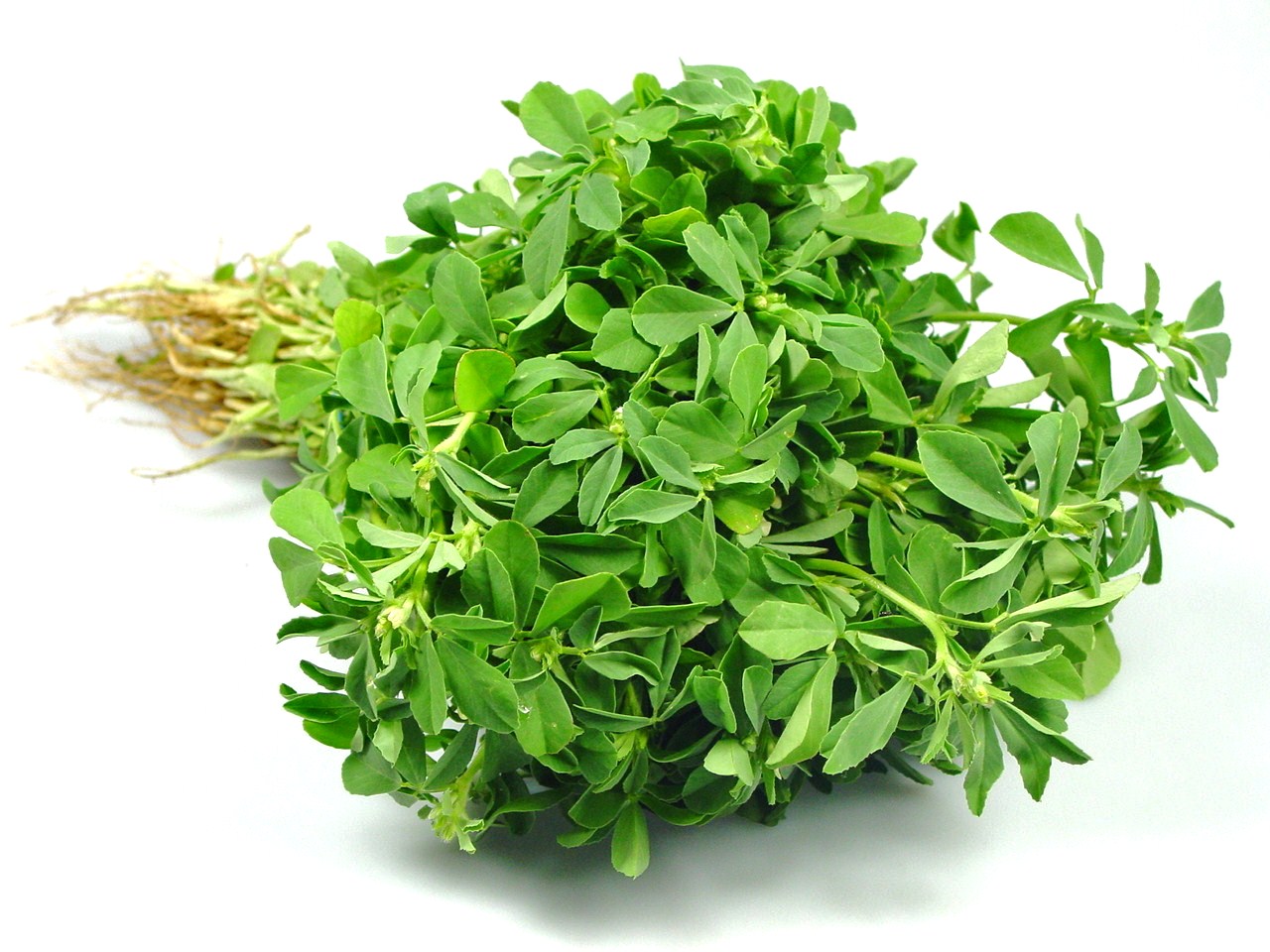 Fenugreek Leaves Health Benefits in Urdu Urdu Totke