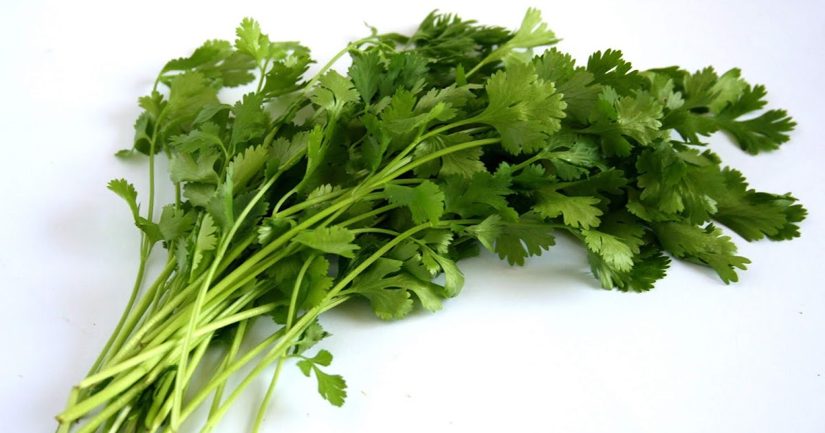 Cilantro Origen, usos y beneficios Gastro
