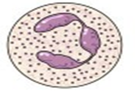 Fungsi Dan Jenis-Jenis Leukosit ( Sel Darah Putih ) | KESEHATAN