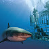 Great White Cage Dive Guadalupe