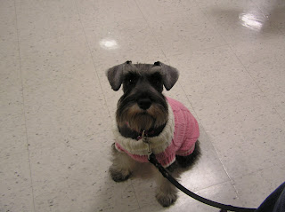Lola at puppy class graduation