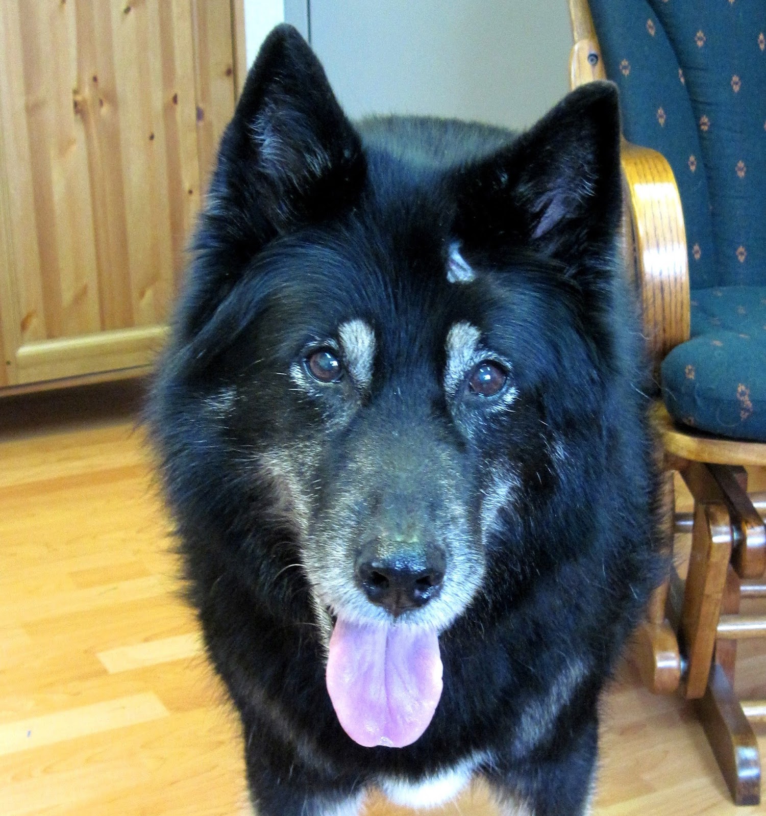 sweaters for cats Caring for Arthritic Dogs, Using Four Materials or