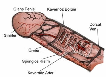 en kьзьk penis kac cm dir