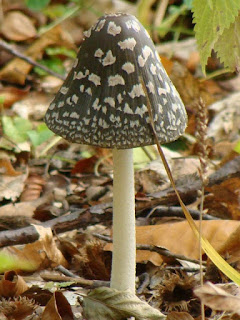 Coprinopsis picacea DSC24622