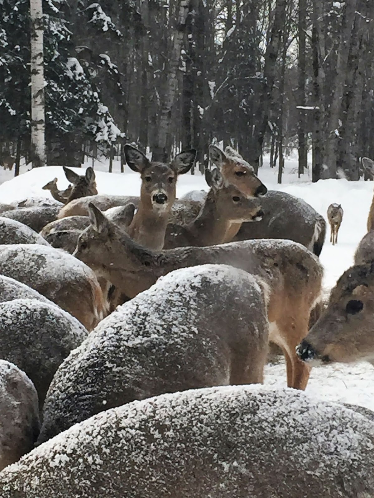 The Walking Stick The Happy Hour Bar and Restaurant in Hulbert Michigan