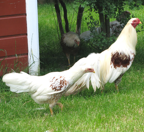 yokohama chicken, yokohama chickens, yokohama chicken breed, yokohama hens, yokohama roosters, yokohama chicken facts, yokohama chicken info, yokohama chicken color, yokohama chicken varieties, yokohama chicken characteristics, yokohama chicken behavior, yokohama chicken temperament, yokohama chicken photos