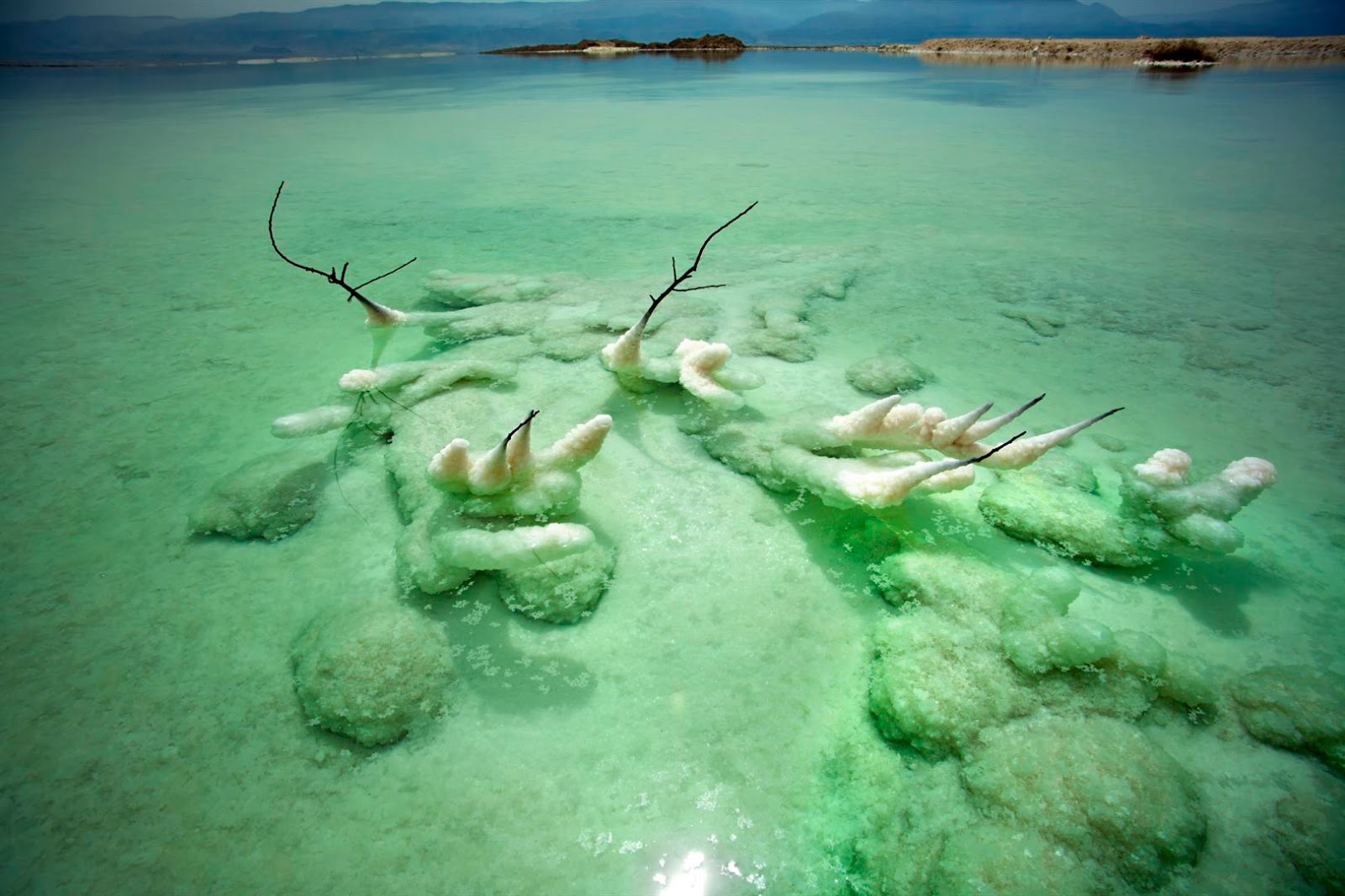 Эти деревья живут в соленой воде. Фауна мертвого моря. Дно мертвого моря.