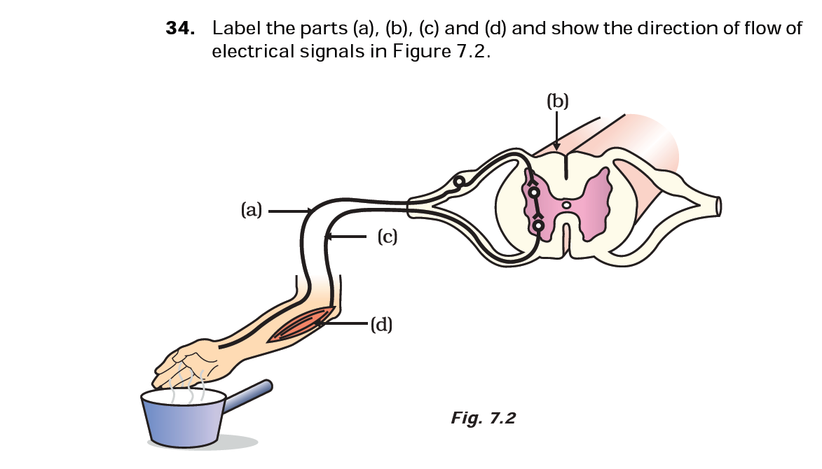 Reflex theory ? coordination ppt. Отдергивание руки от горячего какой рефлекс. Схему рефлекторной дуги отдергивания от горячего предмета. Отдергивание руки от горячего какой рефлекс. Reflex arc.
