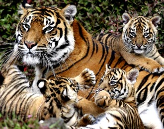 foto harimau sumatera