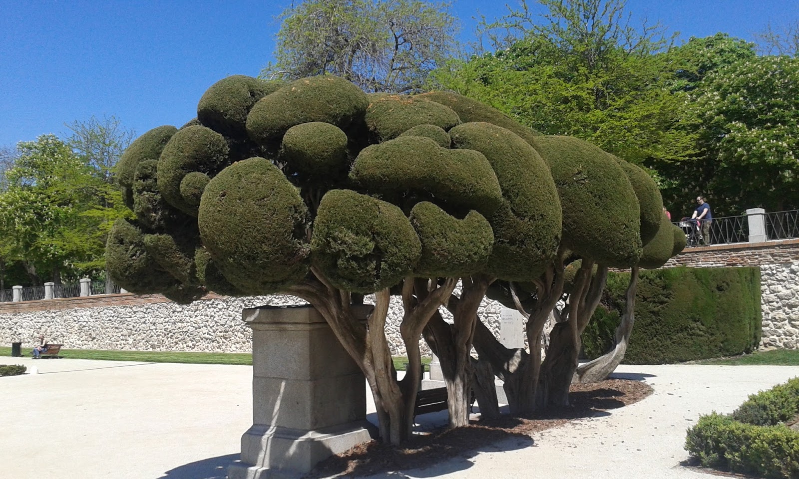 Mad Hatter MADRID Y LOS ÁRBOLES