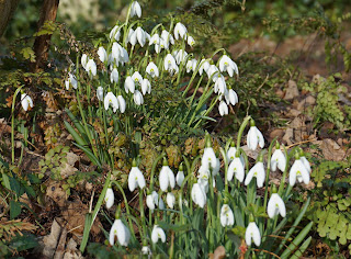 Snowdrops, flowers,