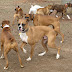 Canine Digestive Issues Resources and Solutions
