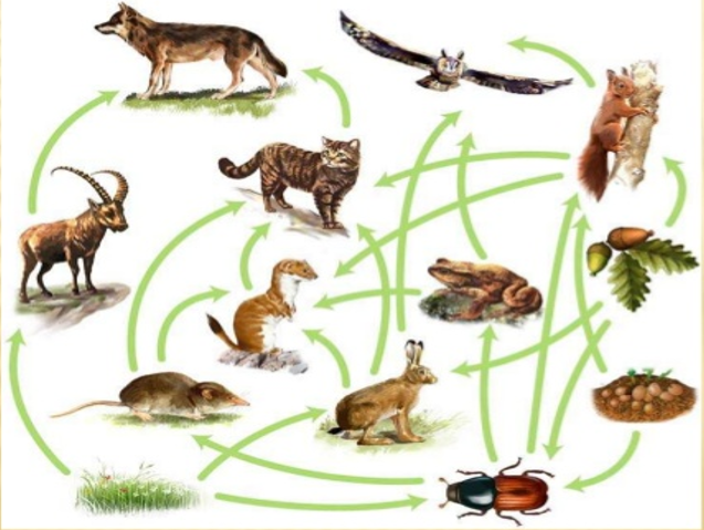 cadenas troficas ecologia ecolog 237 a y medio ambiente cadena tr 211 fica o cadena alimentaria cadenas troficas ecologia ecolog 237 a y medio ambiente cadena tr 211 fica o cadena alimentaria