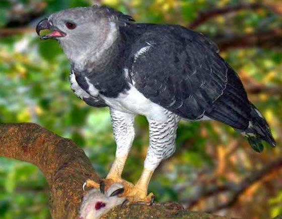 Amazon Rainforests Animals : The Harpy Eagle ~ Amazon Rainforest Animals