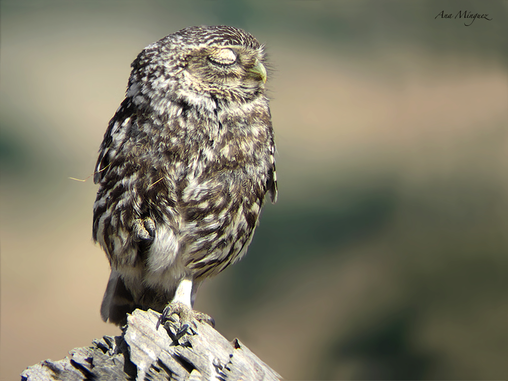 NATURANAFOTOS Atenea y su Mochuelo