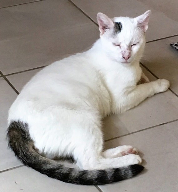 Kriebelmuckenstich Gefahrlich Asv Maulbronn E V