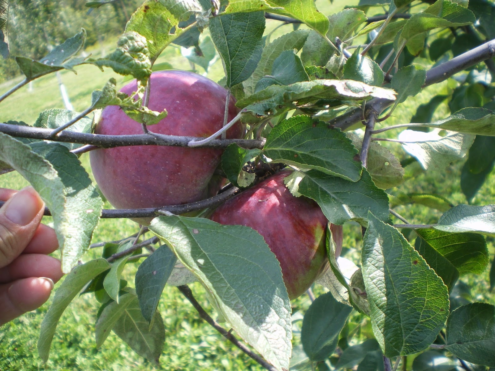 My Happy Acres What to do with all those apples
